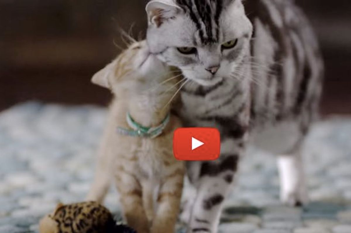 Big Kitty Teaches Small Kitty Meaning of Furiendship