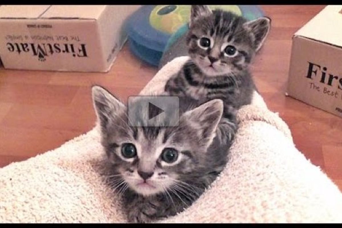 Foster Dad Turns Himself into 'Mountain' for the Kitties