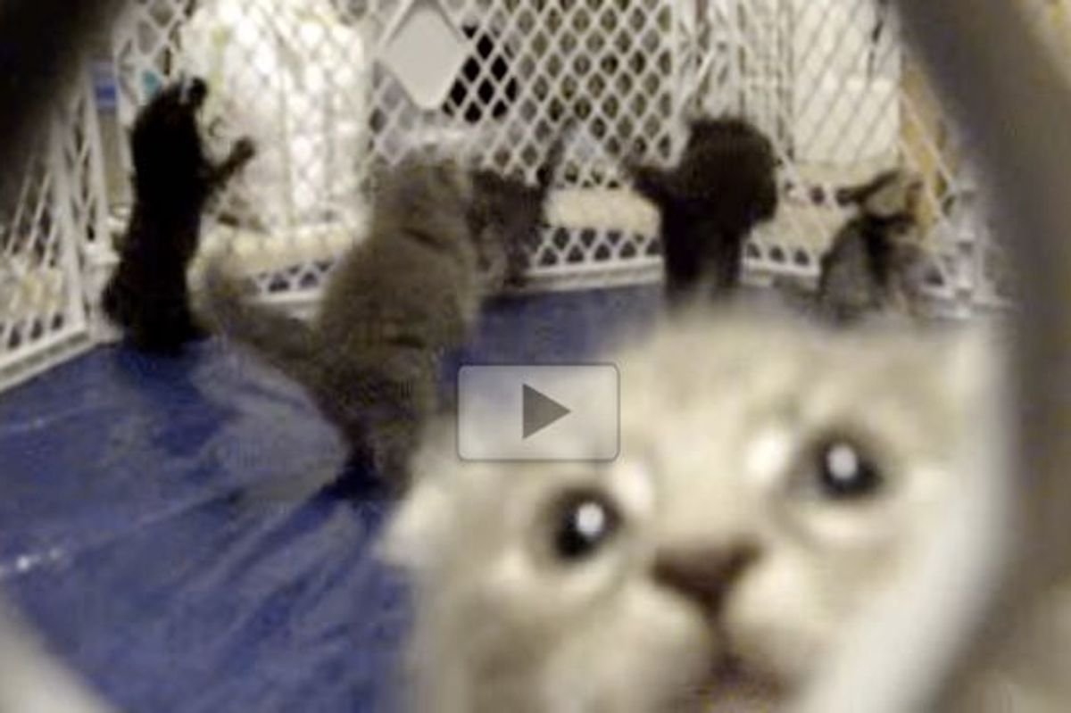 Kittens Hop Around in Playpen Like Popcorn
