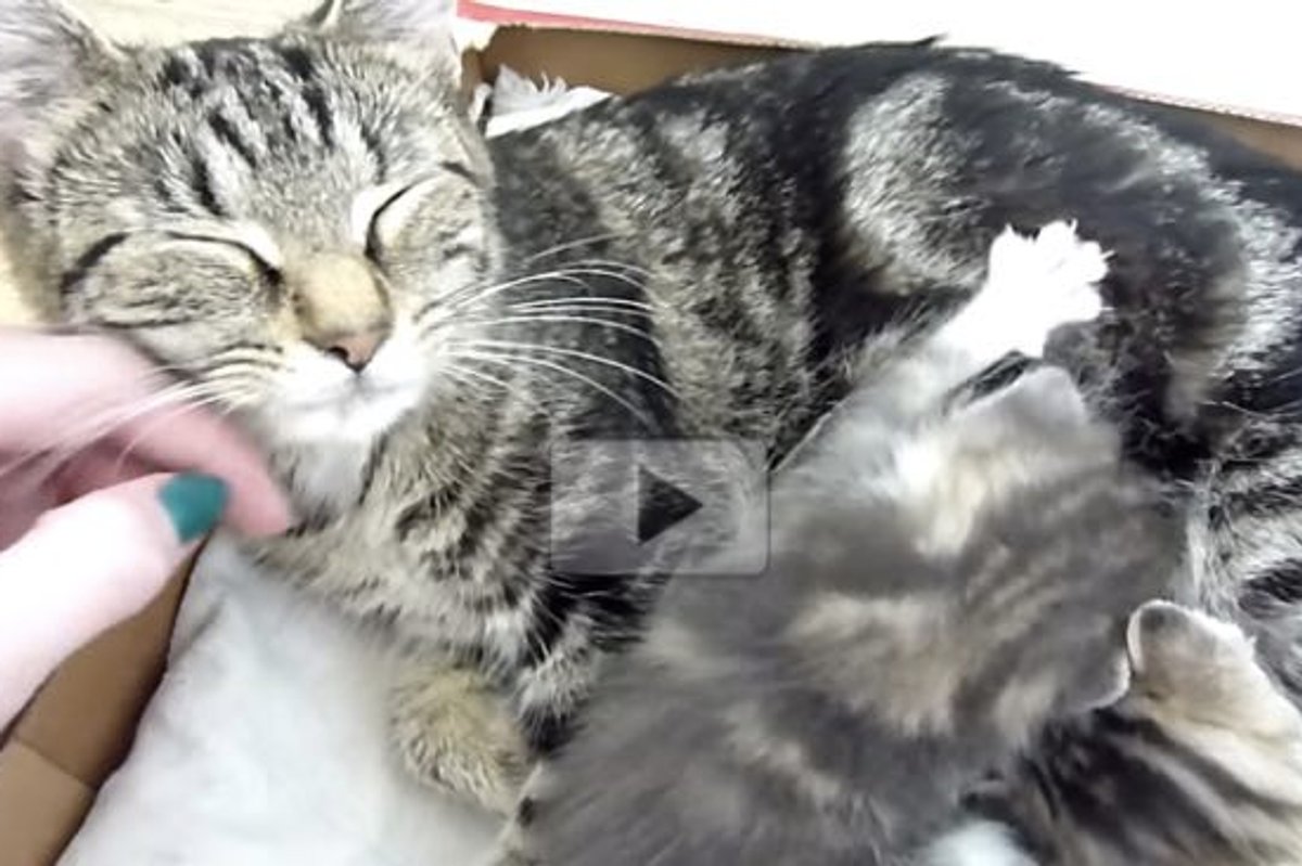 Stray Cat Shows Up with Big Belly, Then the Sweetest Thing Happens.