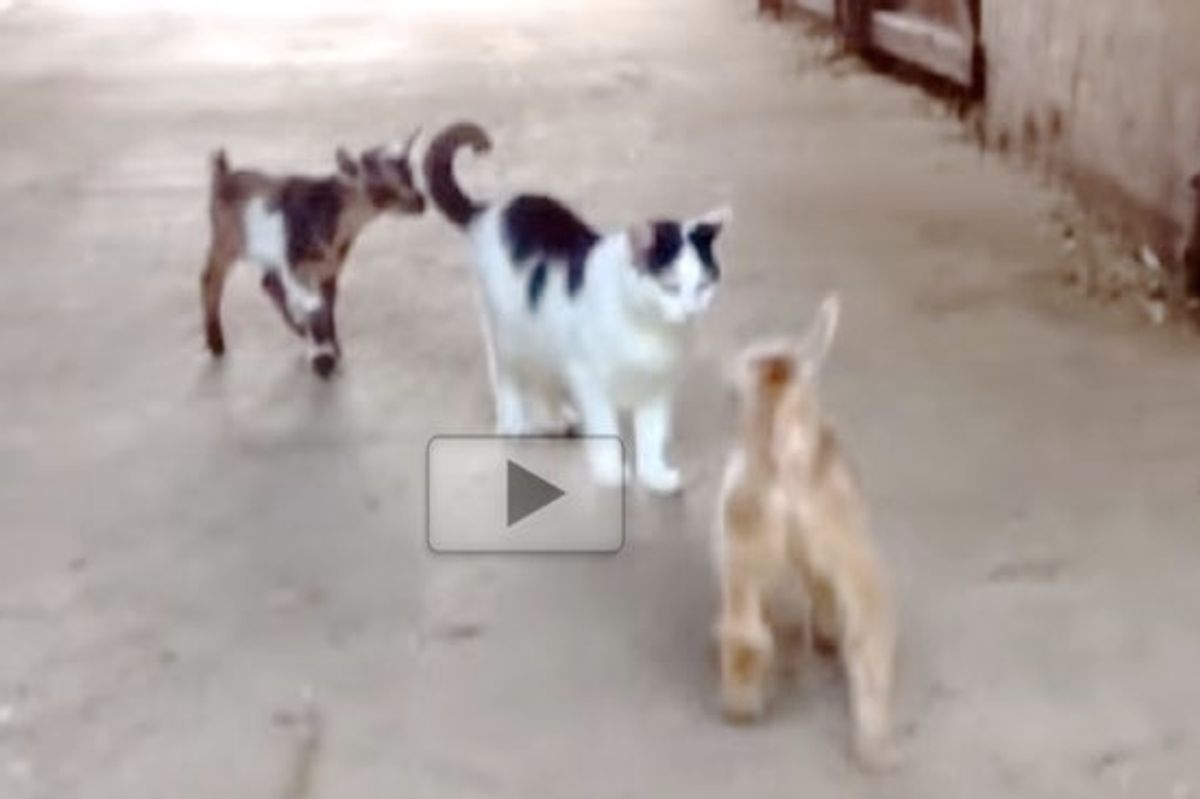 Moo the Barn Cat Babysits Two Very Hoppy Kids