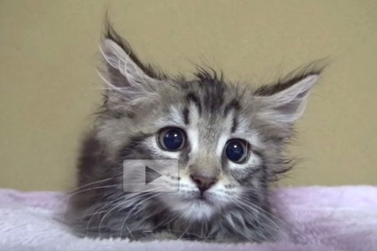 Fluffy Kitten Investigates Mysterious Moving Bump on Bed