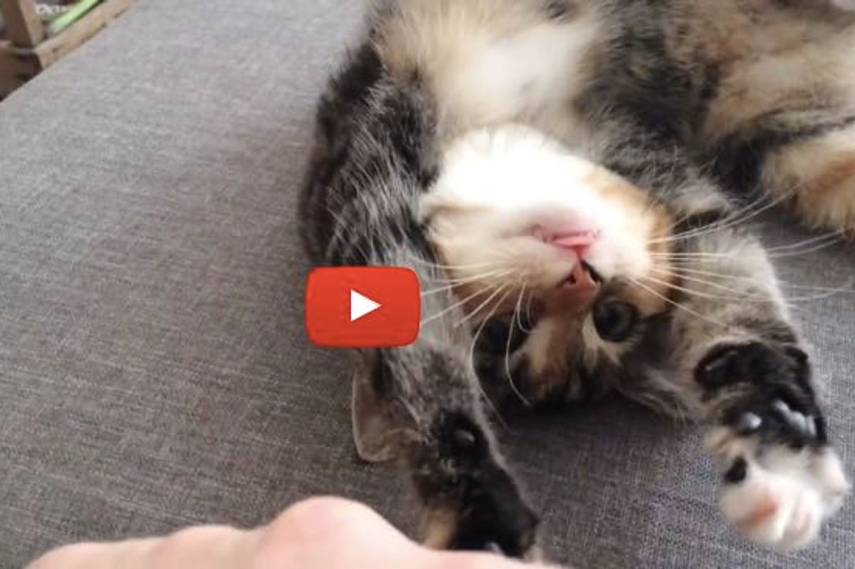 Ollie the Kitty Gets Her Nose Tickled. Her Reaction is Just too Precious