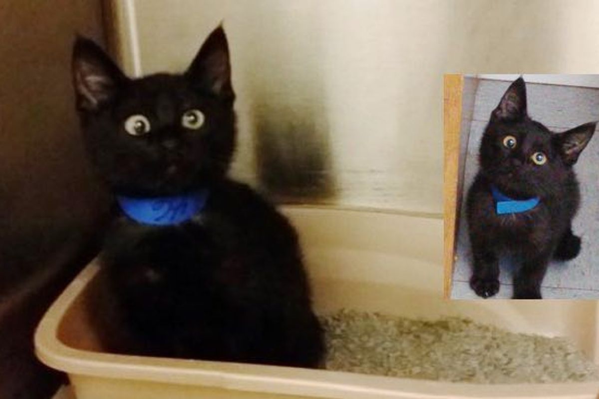 Special Shelter Kitty with Adorable Googly Eyes