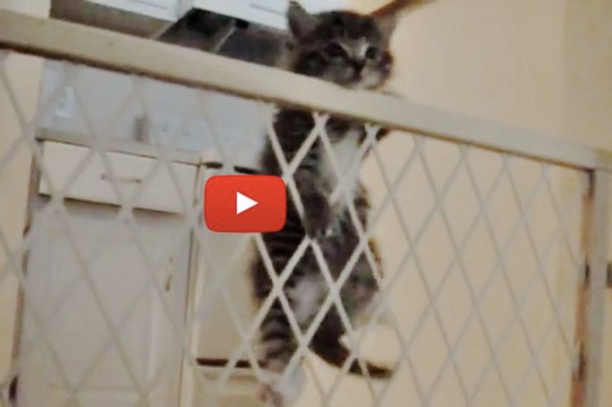 Kitten Figures Out His Escape in Less than 2 Minutes