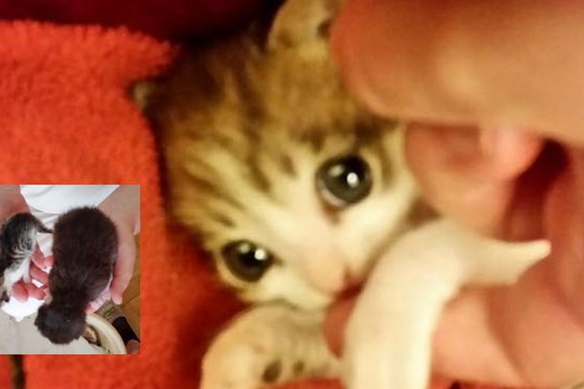 Tinycat Only a Third the Size of a Normal Cat But He Never Quits Growing