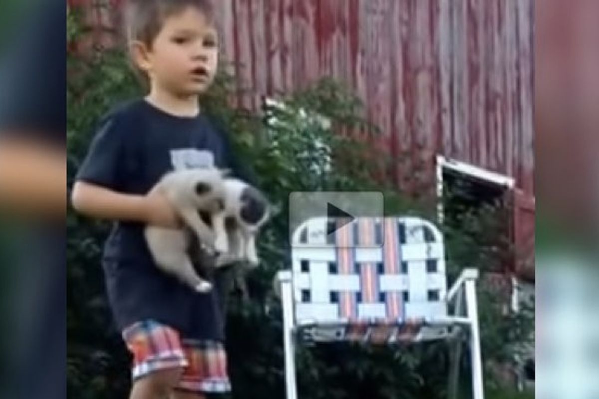 Toddler Kitten-sits Five Fur Babies and Takes His Duty Very Seriously