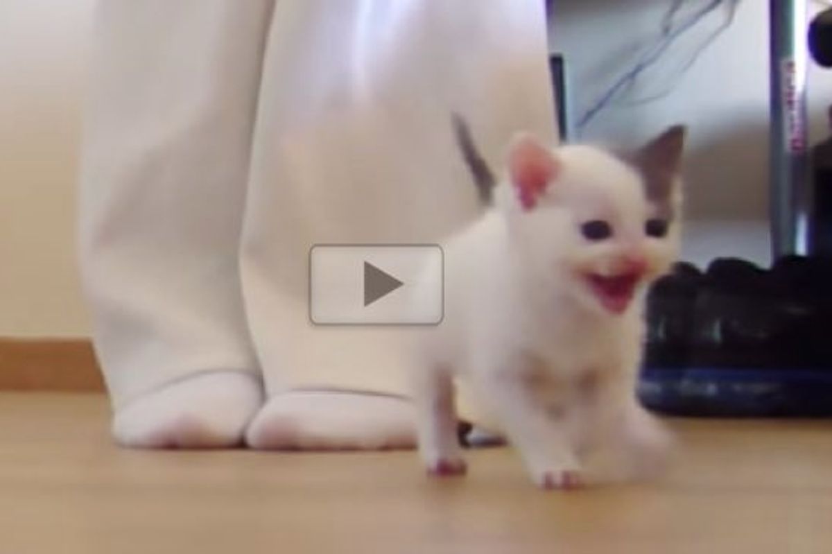 Waddling Kitten Making Her First Steps