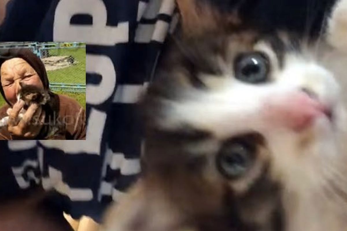 Family on a Mission to Help Stray Kitten Find Home, What Happened Next Touched Their Hearts