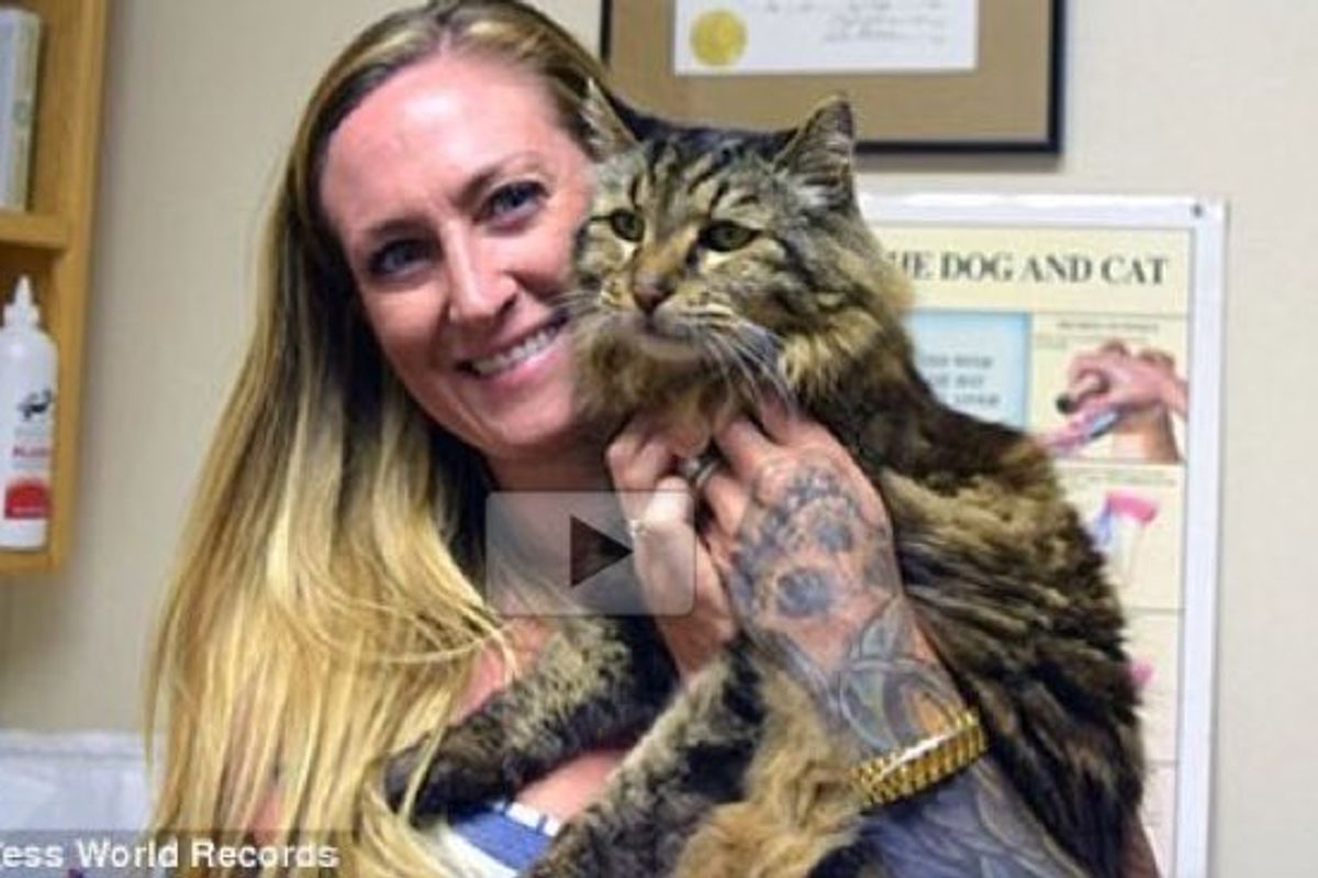 Corduroy is Now the World's Oldest Living Cat at 26. That's 120 in Cat Years!
