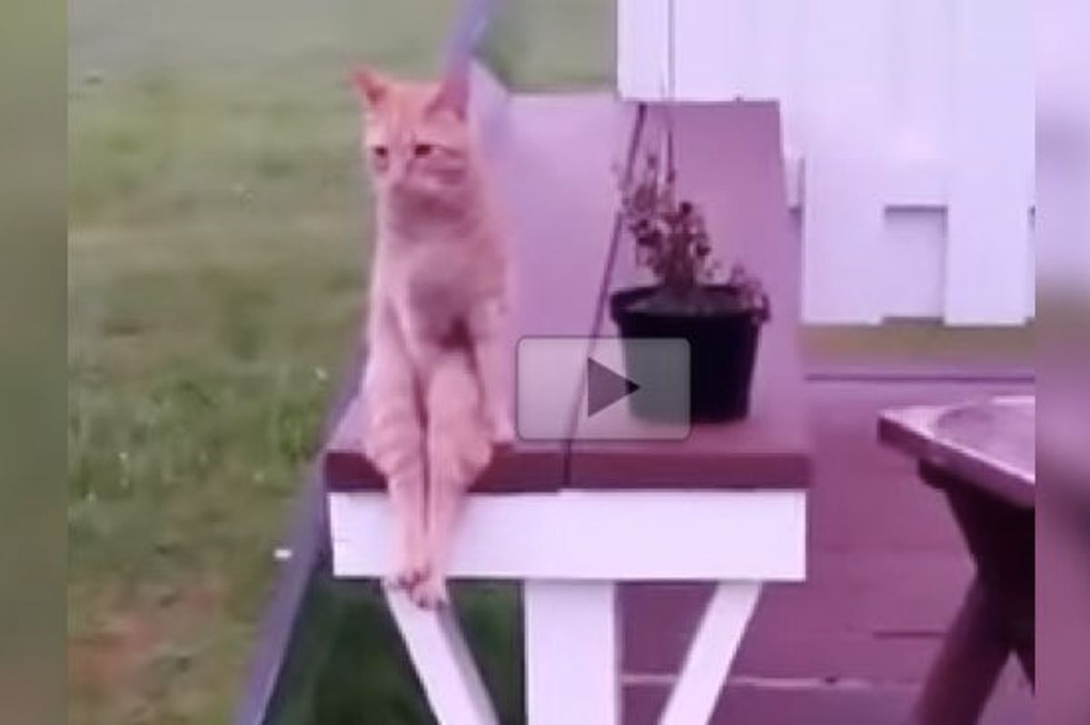 Ginger Cat Chillin' Like a Little Person