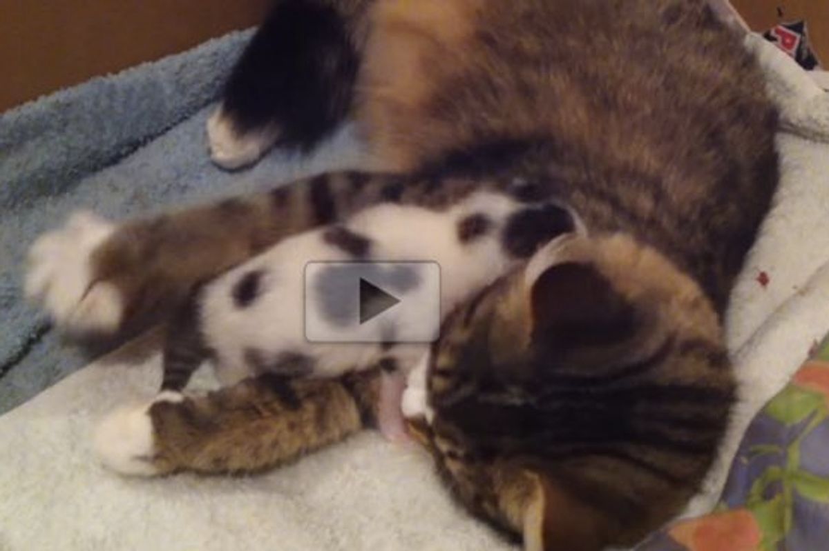 Cat Mama Hears Her Kitten Meowing for Her, She Shows the Sweetest Love