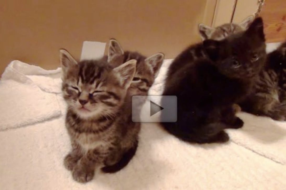 These Five Foster Kittens, Only One Isn't Affected by the Sleepy Bug