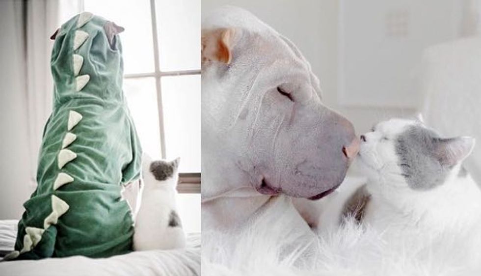 Cat and Her Wrinkly Dog Buddy Sweetest Friendship