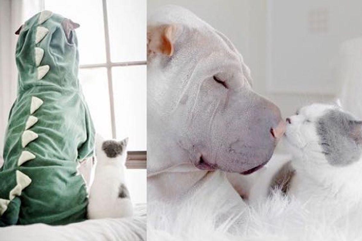 Cat and Her Wrinkly Dog Buddy Sweetest Friendship