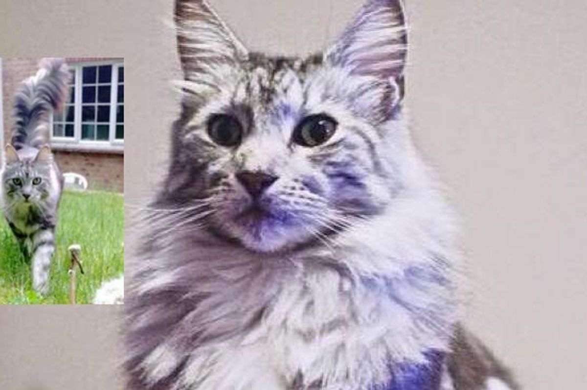 Family Rescued a Maine Coon Cat. 'He's Made Our Family Feel Whole Again'