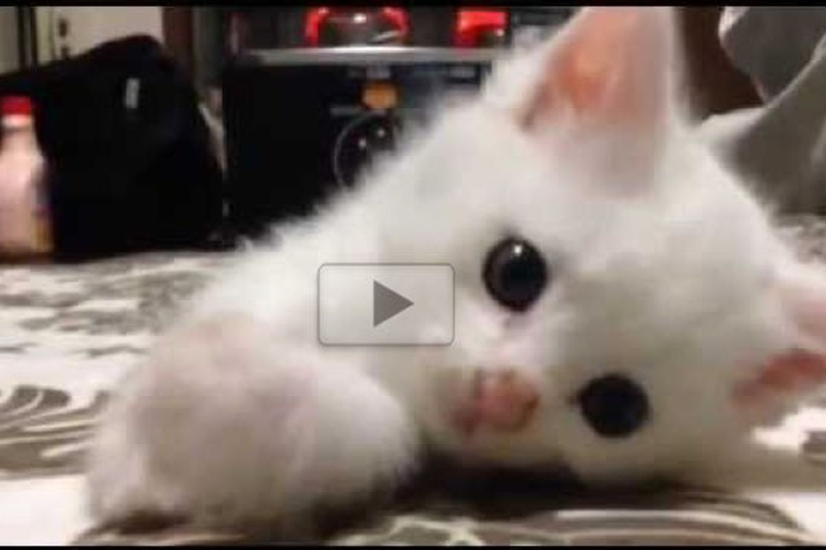 The Joy It Brings to These Two Kittens to Have a Home