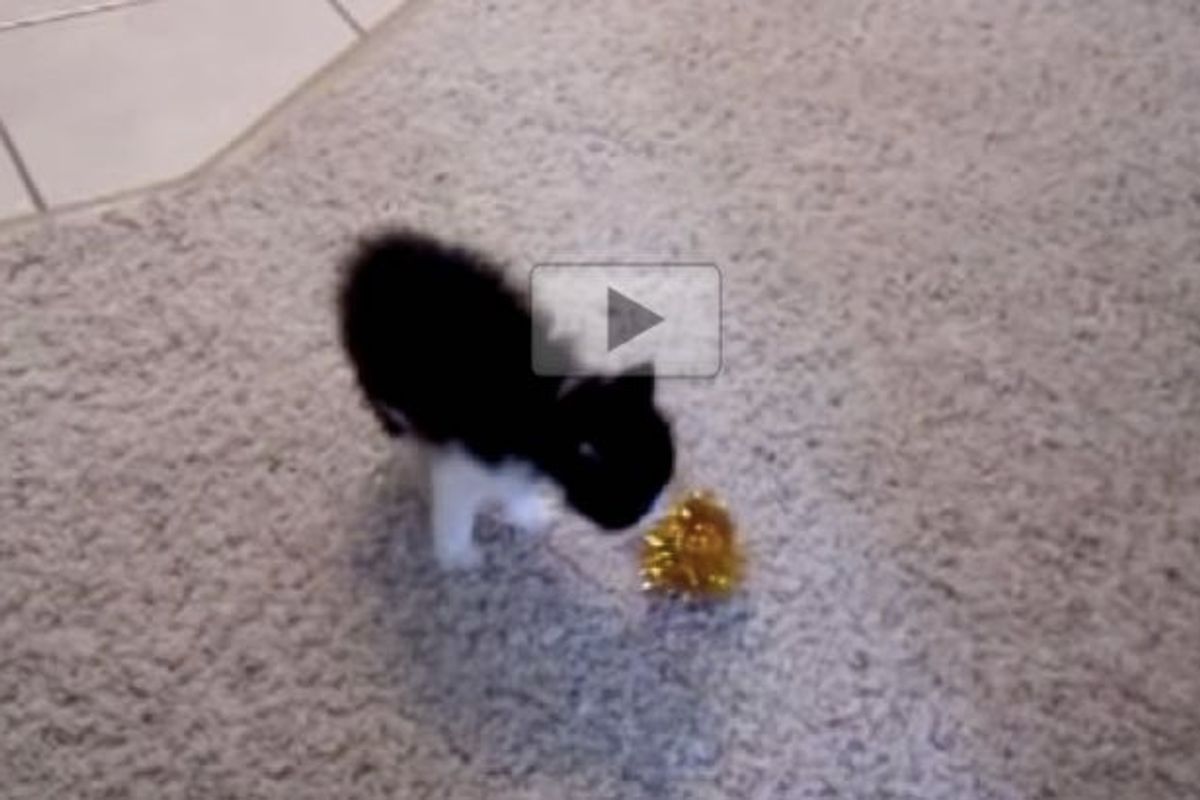 Teeny Fluffy Kitten Shows Fuzzy Ball Who's the Boss