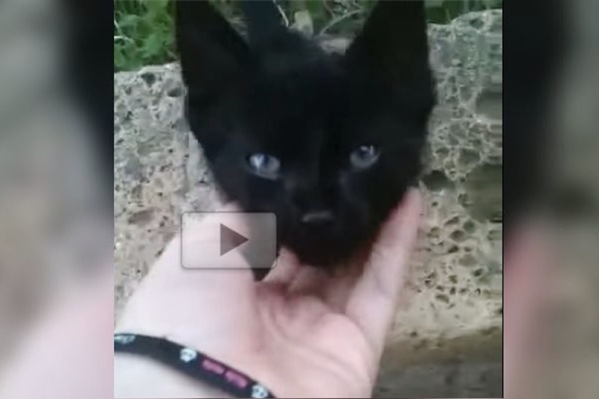 Little Black Kitten Meowing and Crying for Love