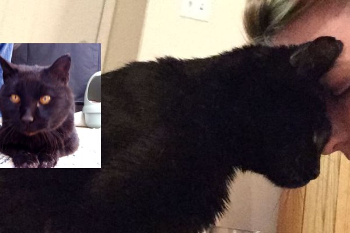 Woman Spent Almost a Year to Win Over the Heart of a Stray Cat