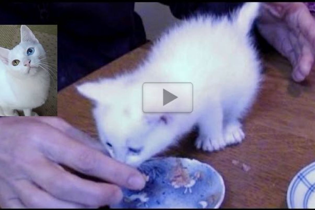 Rescue Kitten Came to Family with Blue Eyes but Ended Up with Beautiful Odd Eyes