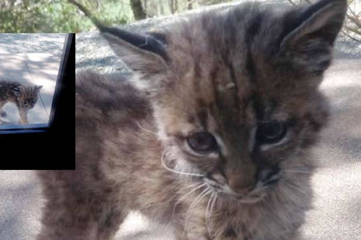 They Got a Surprise Visitor, a Tiny Baby Bobcat