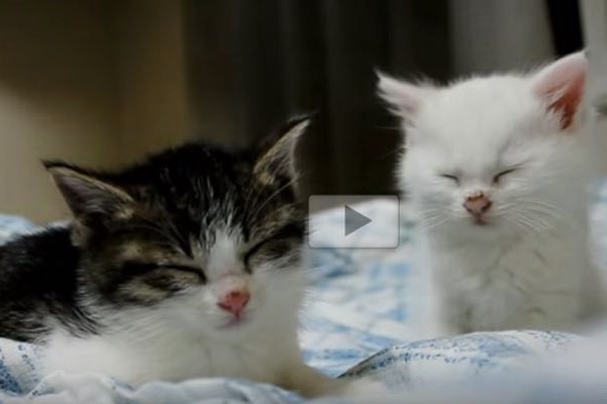 One of the Kitties Tries So Hard to Fight off Sleep, but Losing the Battle