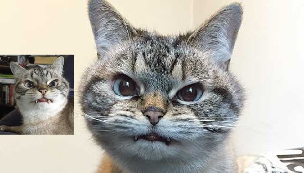 Adopted Cat Loki with Adorable Vampurr Fangs