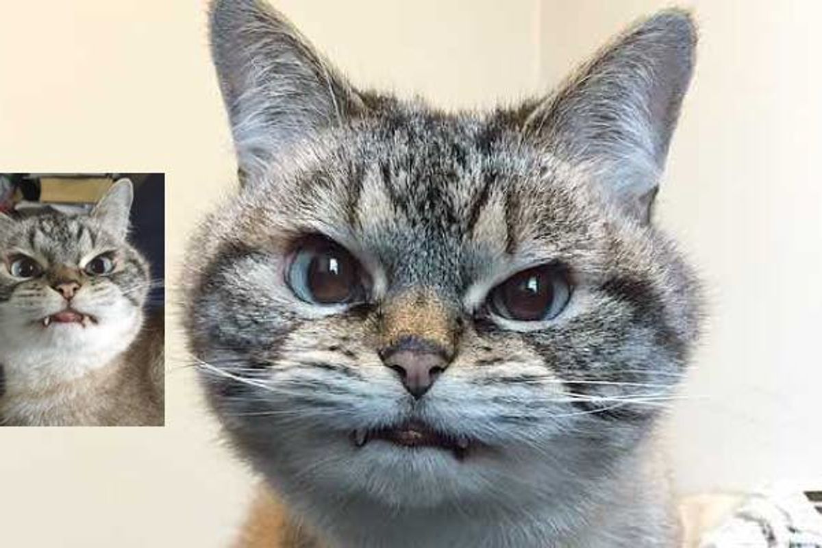 Adopted Cat Loki with Adorable Vampurr Fangs