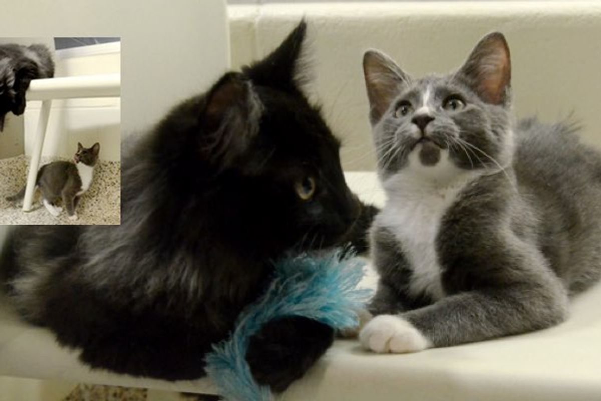Shelter Cat Becomes Seeing Eyes for Blind Kitten. They are Waiting for a Loving Home