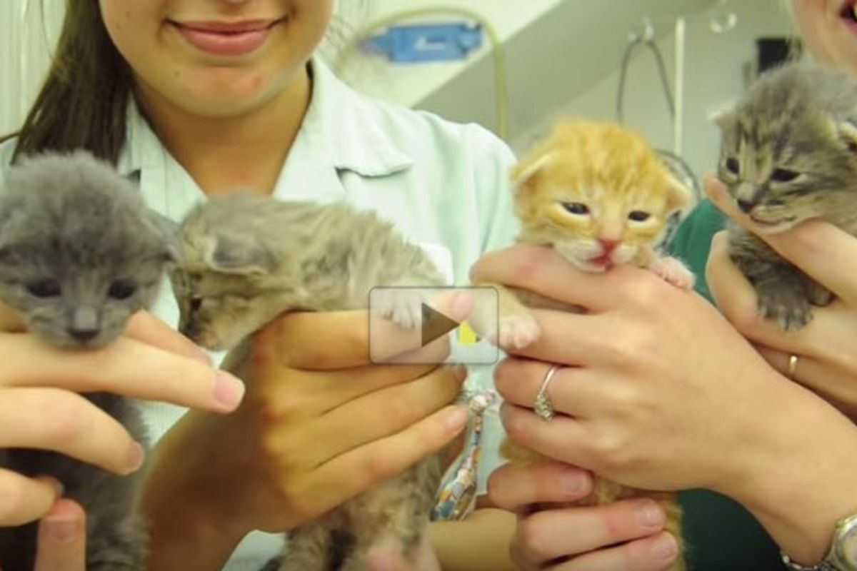 Four Kittens Found Abandoned at Skatepark are Now Thriving