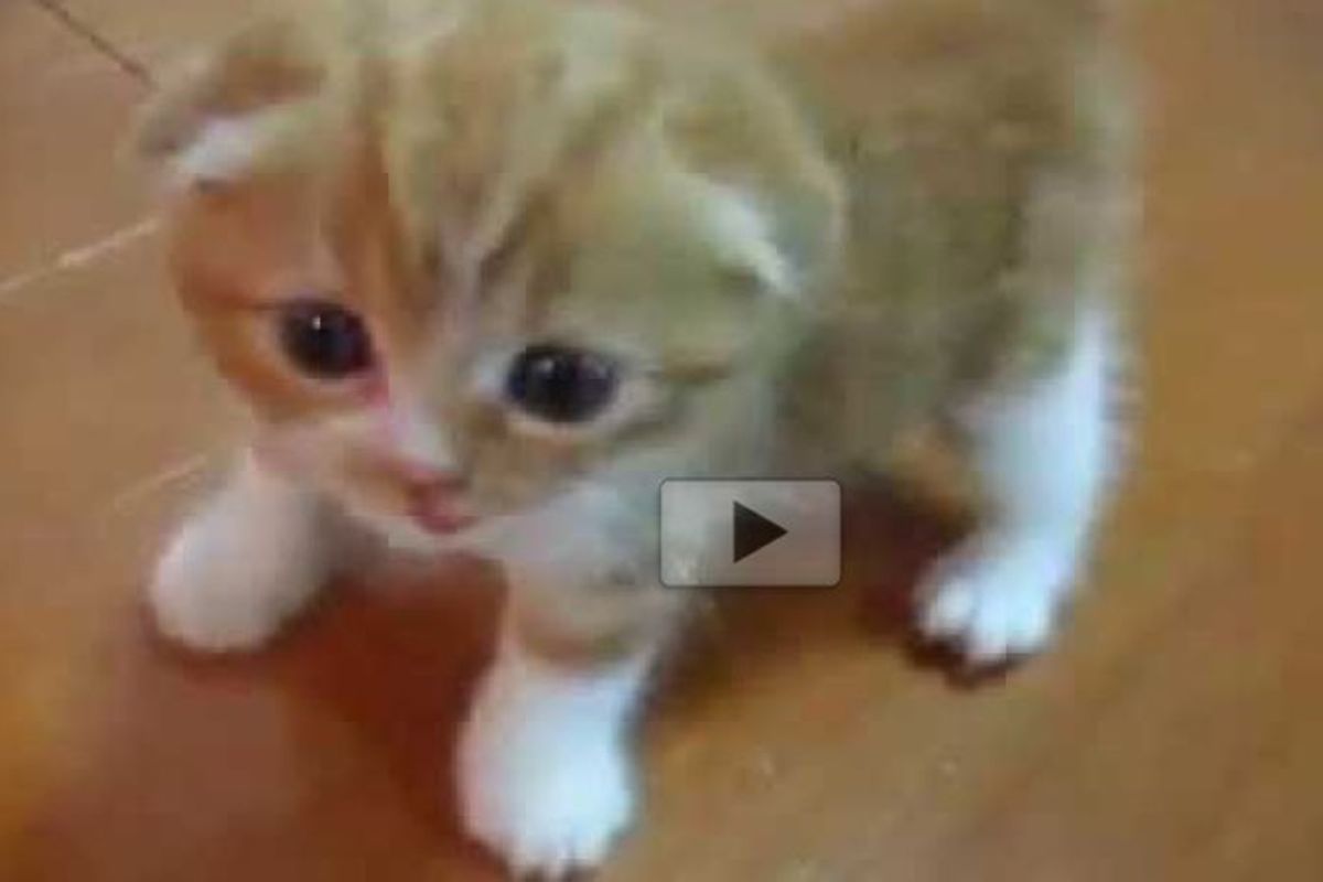 Ginger Kitten Following His Human Around While Exploring His House