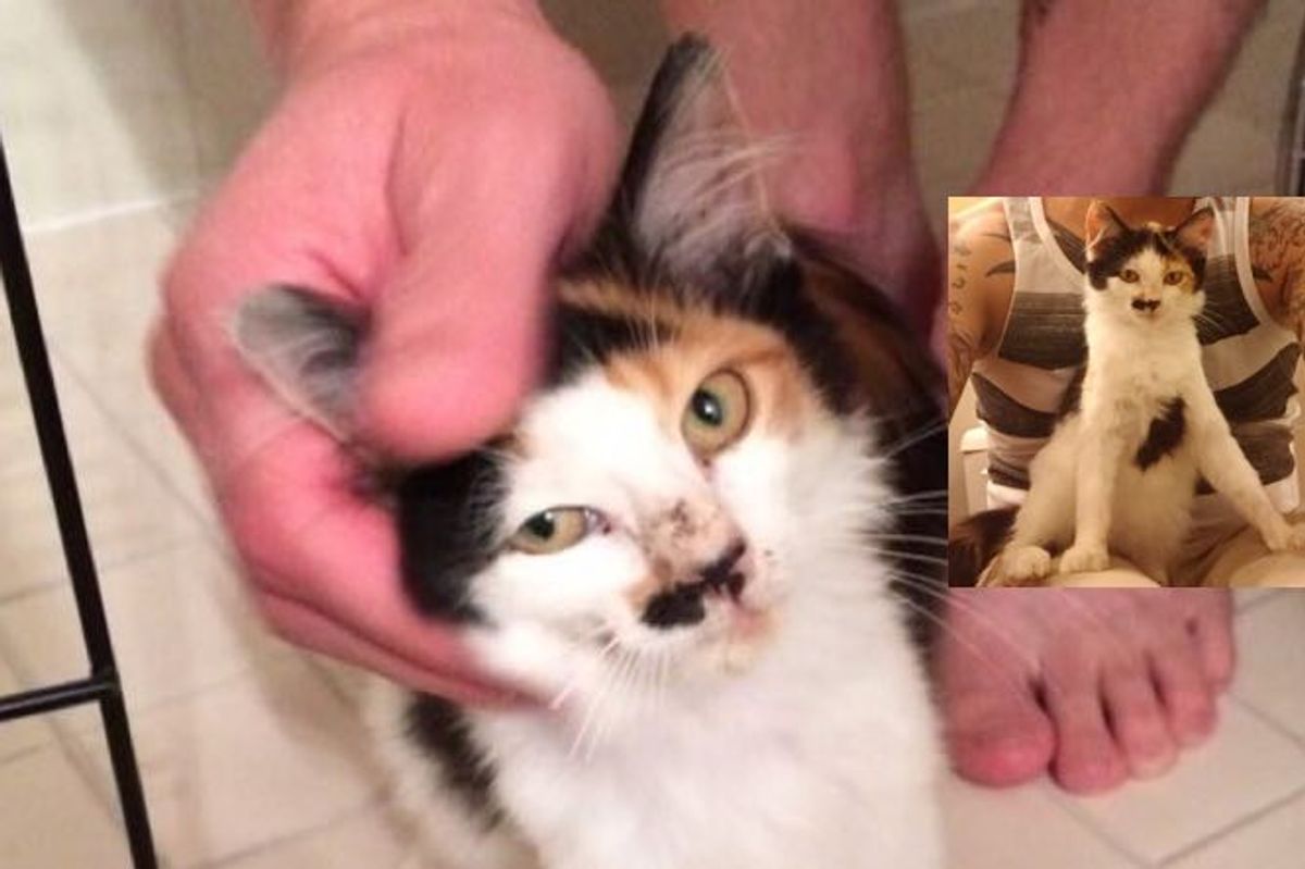 Little Calico Stray Charli Learns to Trust and Love Again