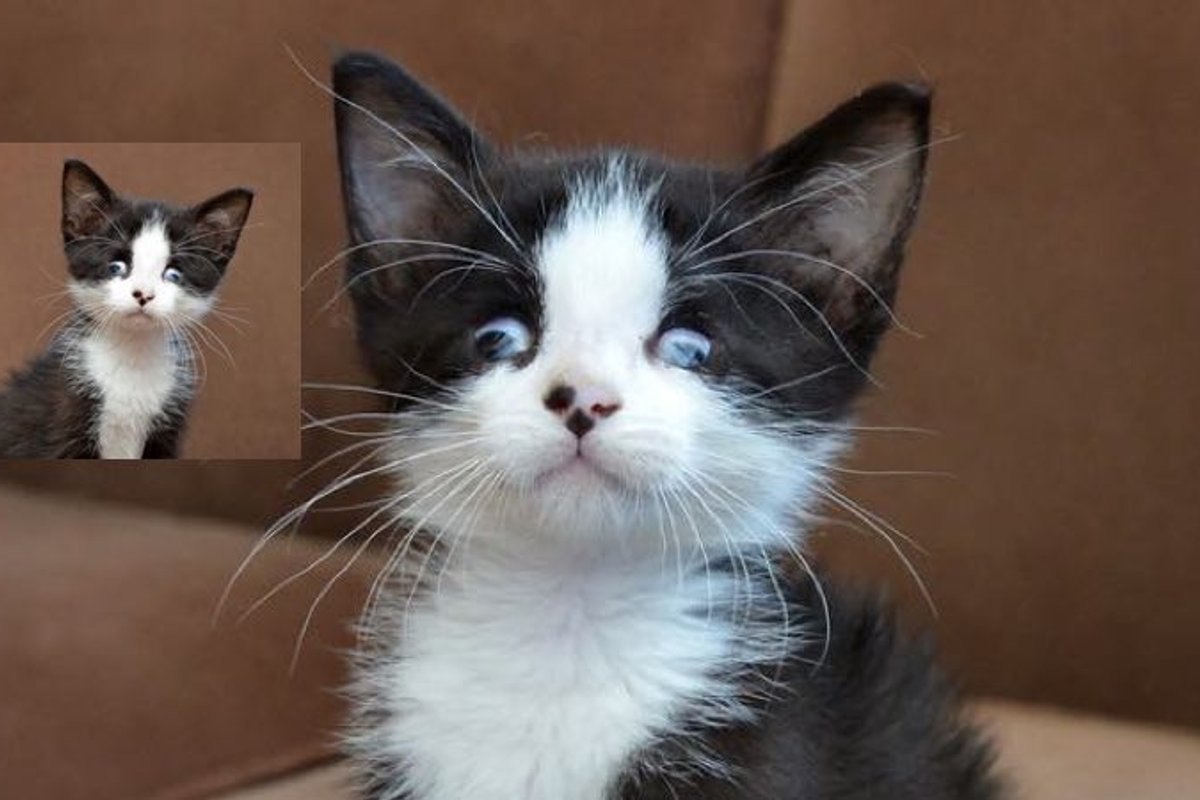 Foster Kitten Cooper May Not Have the Best Vision But He's Simply Purrfect!