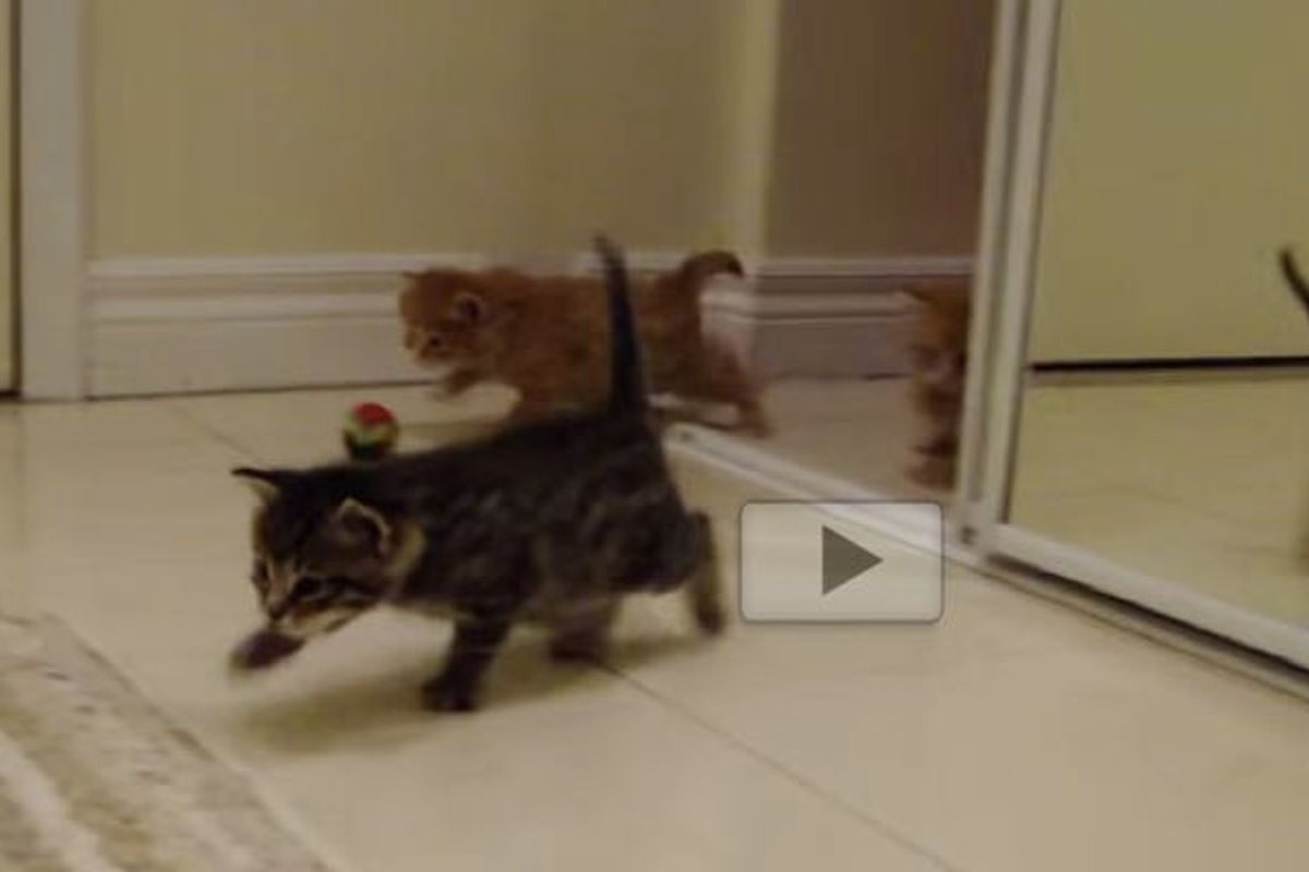 Waddling Kittens Marching In When They Hear Foster Mom Call