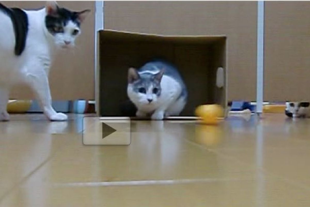 Kitties Turn Box and Pingpong Ball into Feline Soccer