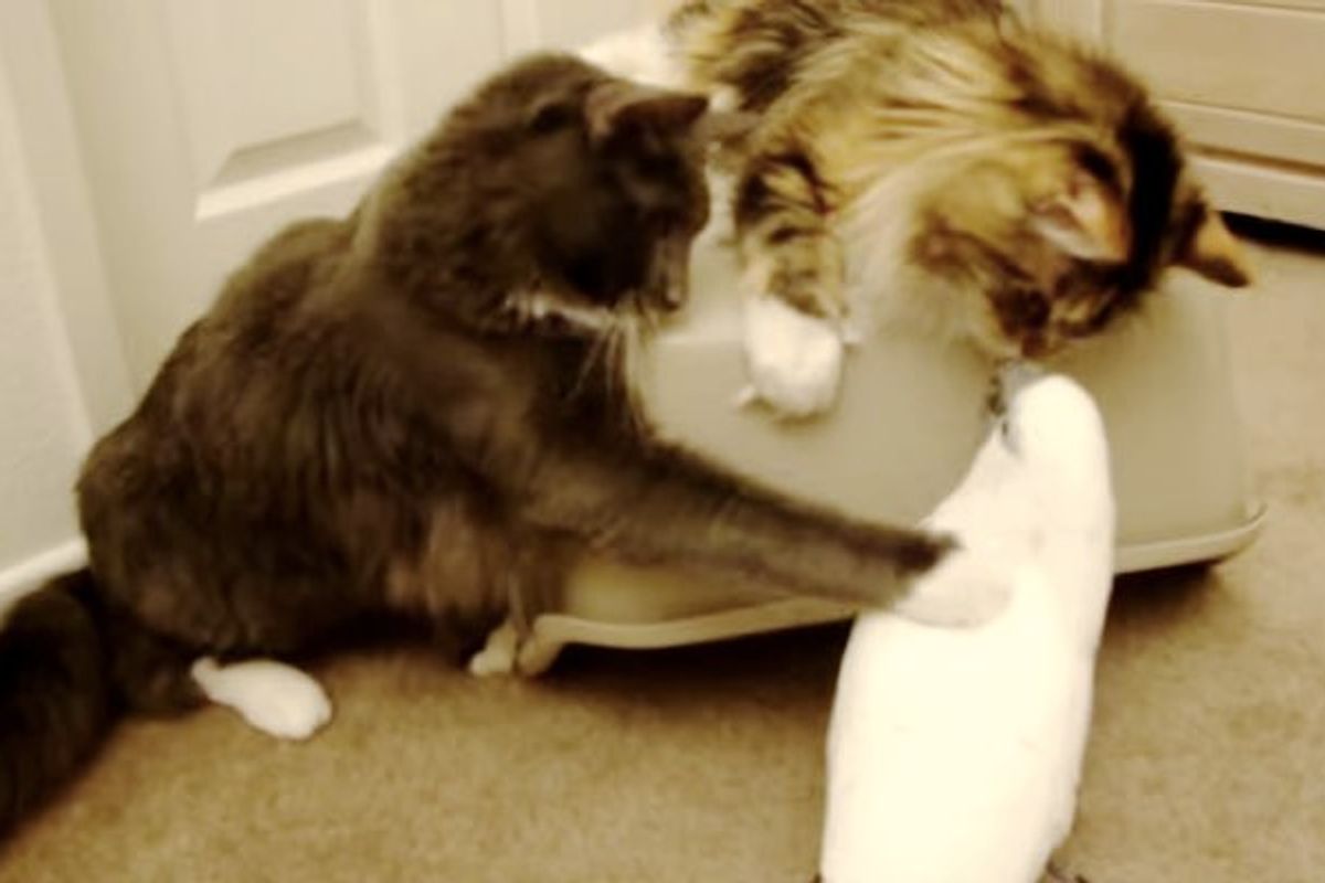 Fluffy Maine Coon Teaches Bird How to Cat