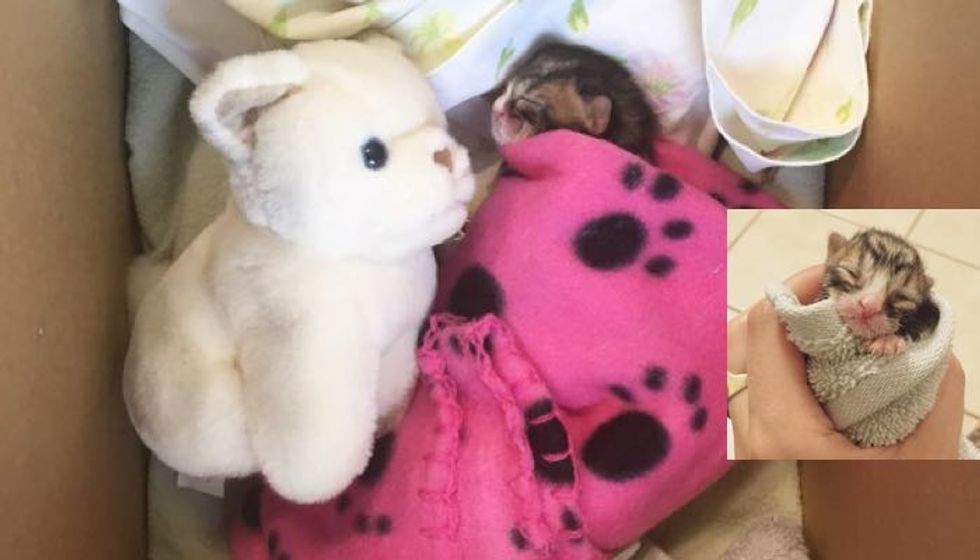 Tireless Fosterer Saves Day Old Orphan Kitten
