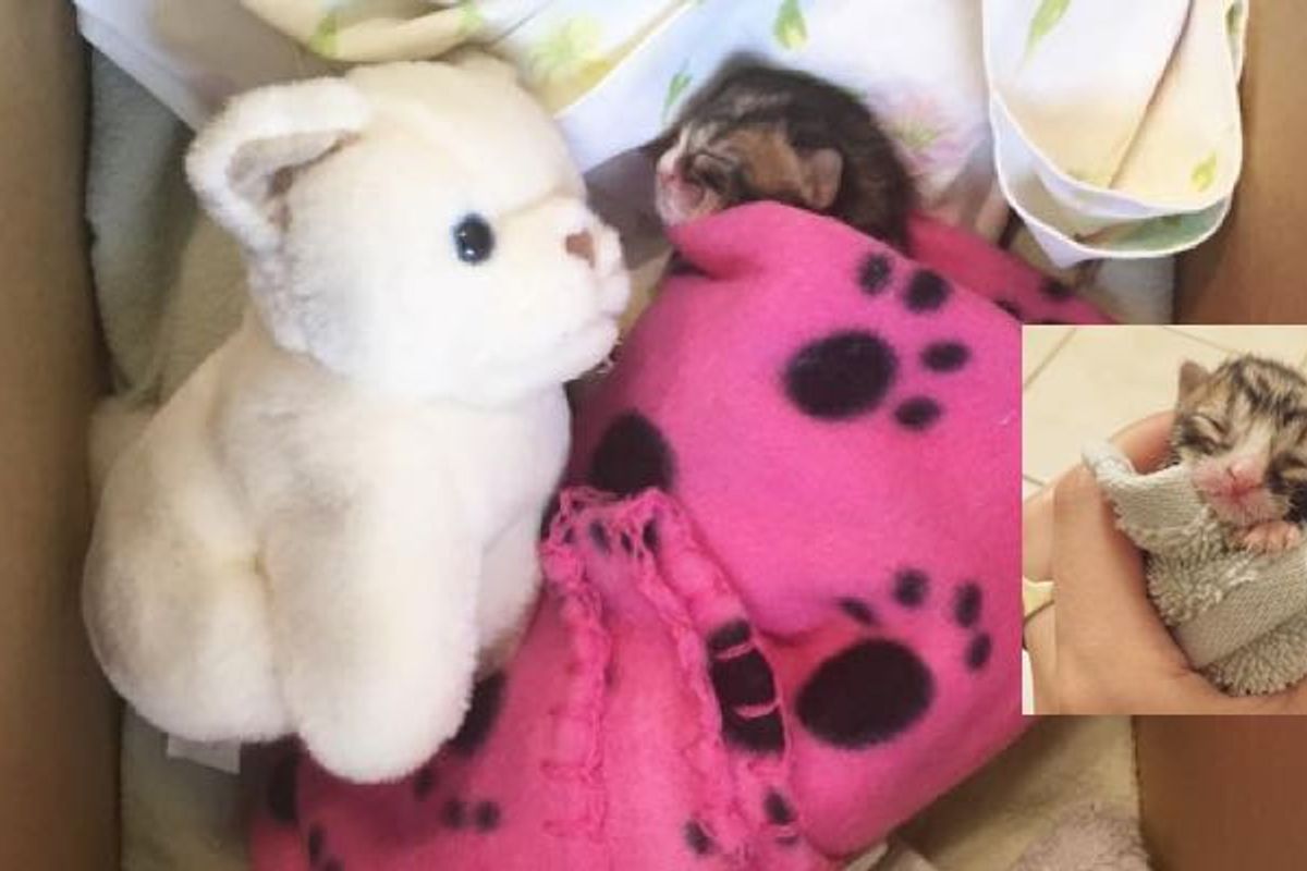 Tireless Fosterer Saves Day Old Orphan Kitten