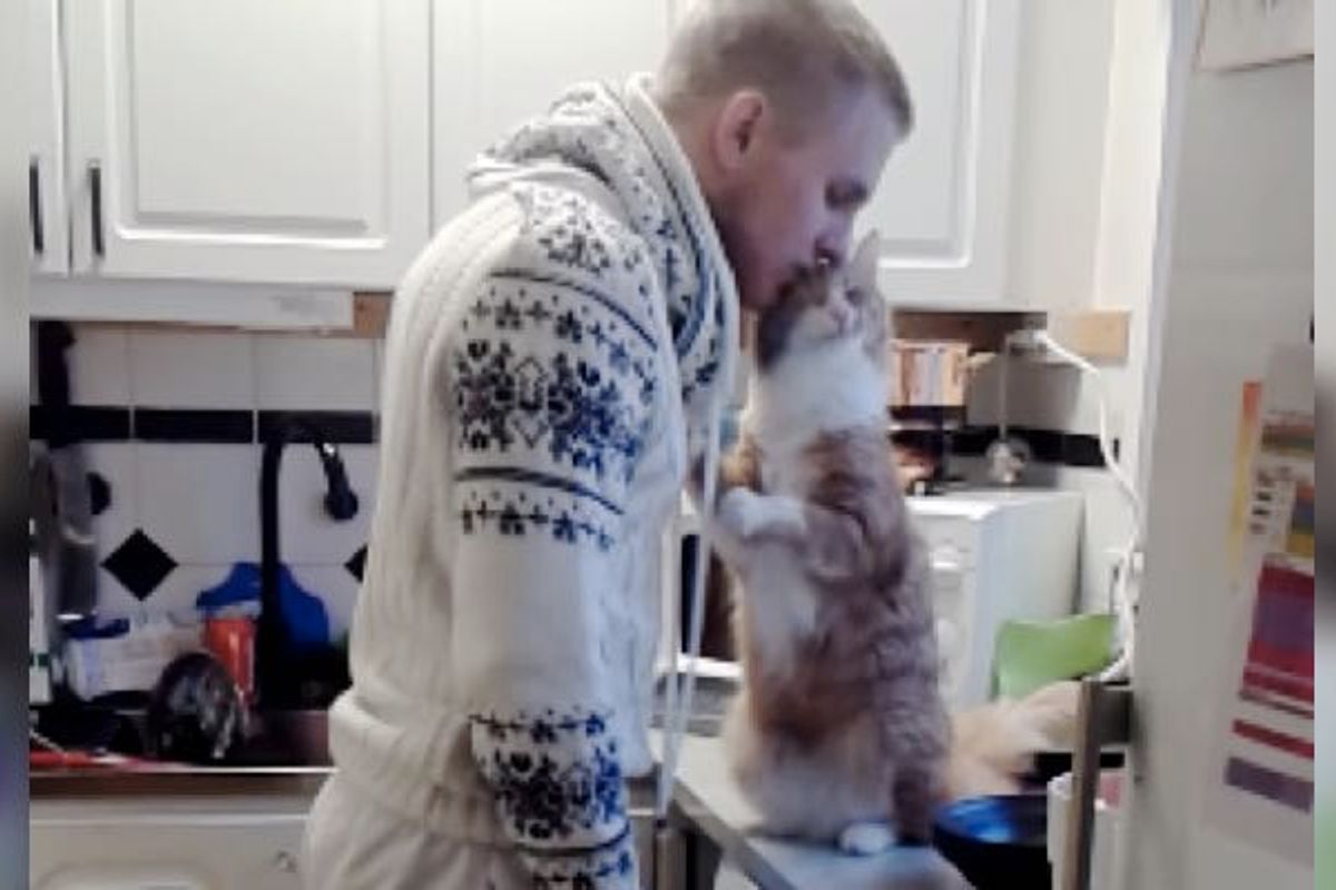 Ginger Cat Loves His Human So Much He Can't Stopping the Kisses