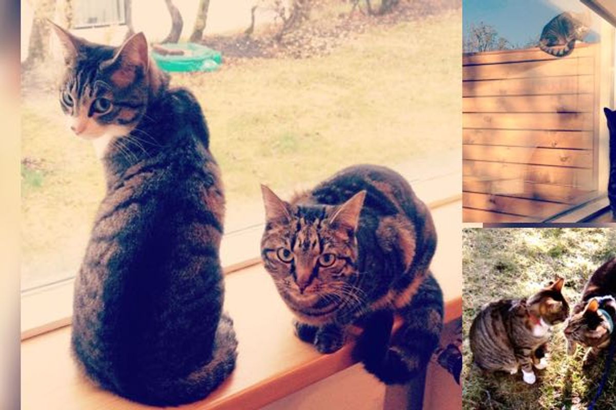Unbreakable Friendship Between a Tabby and a Neighbor Cat