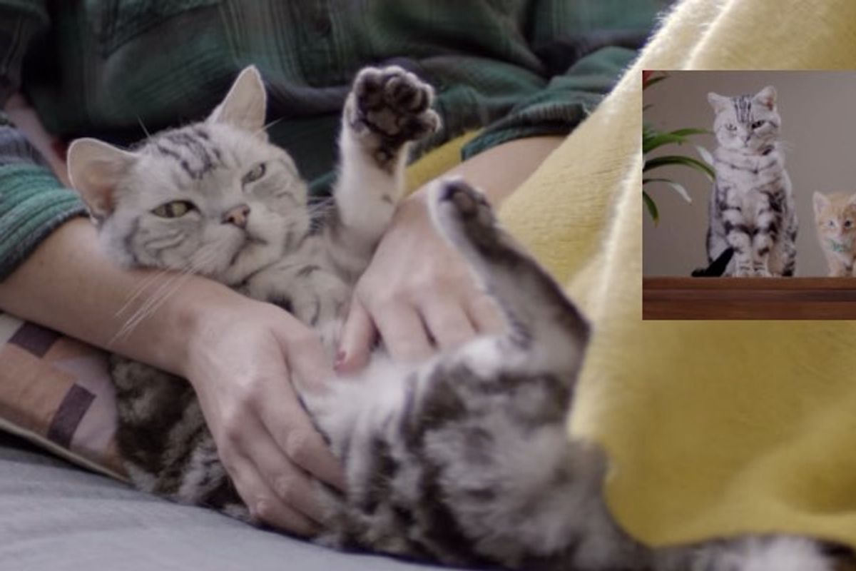 Big Kitty is Giving Small Kitty History Lesson on Massage