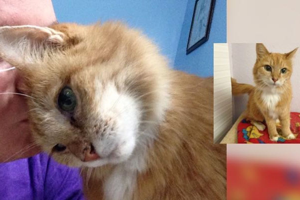 They Rescue a 20 Year-old Cat. Now She Tells Her Humans How Happy She is Everyday