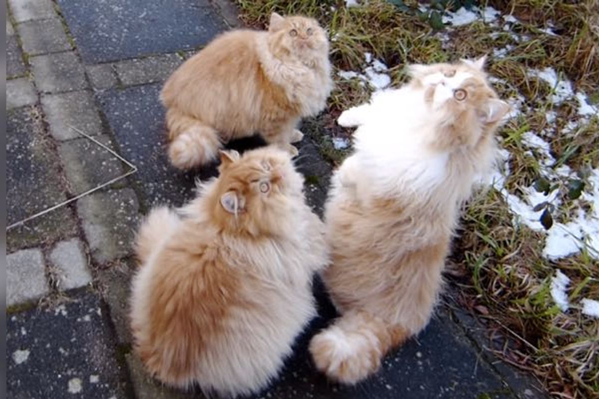 Giant Fluff Balls Jumping Around in All Their Glorious Fur