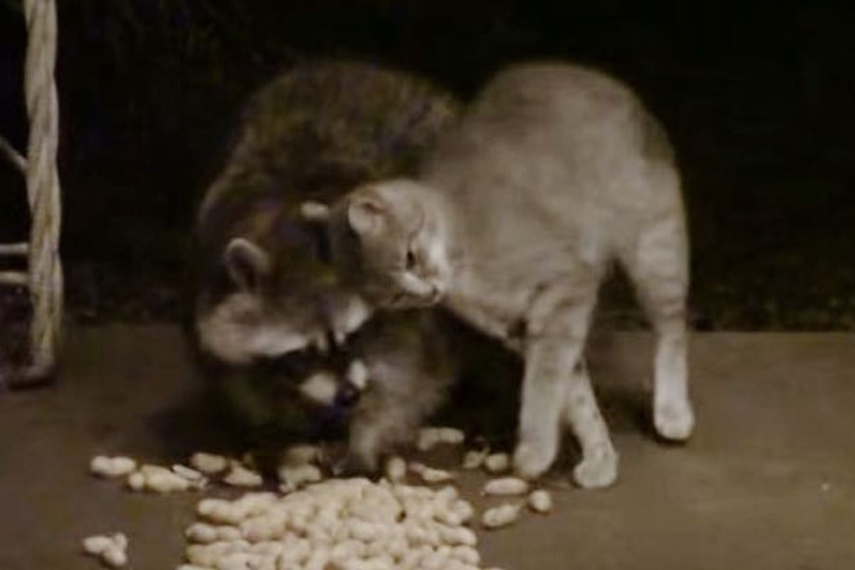 Feral Kitty Adores Raccoon So Much He Can't Stop the Snuggles
