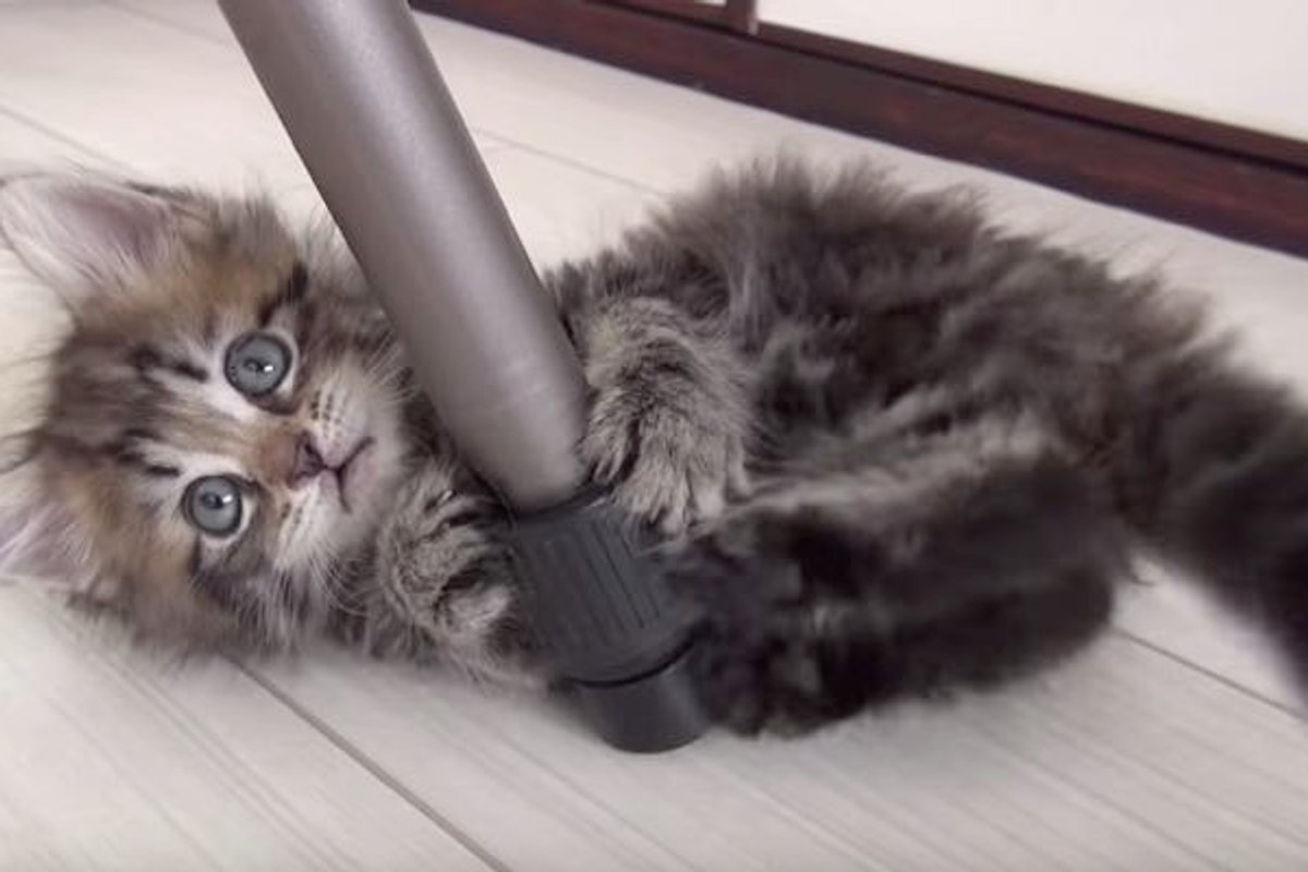 This Tiny Fuzzy Baby Makes Me Wanna Bring Another Kitty Home
