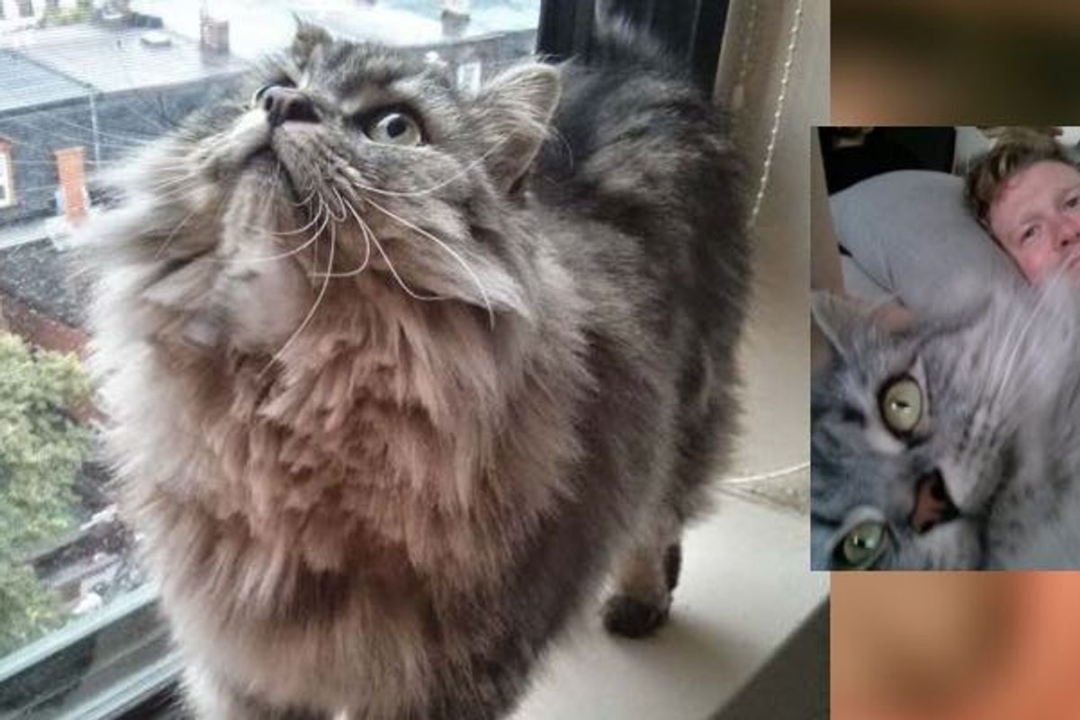 Cat Rescued from Death Row Waited for His Forever Human, the Happiness After Adoption...