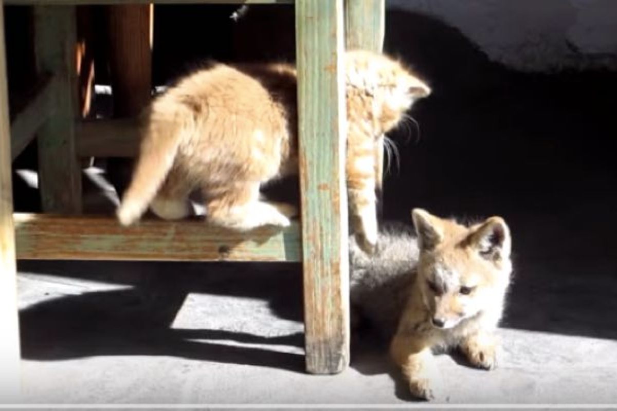 Ginger Kitten Bonds with Fox Cub, Cutest Playfighting