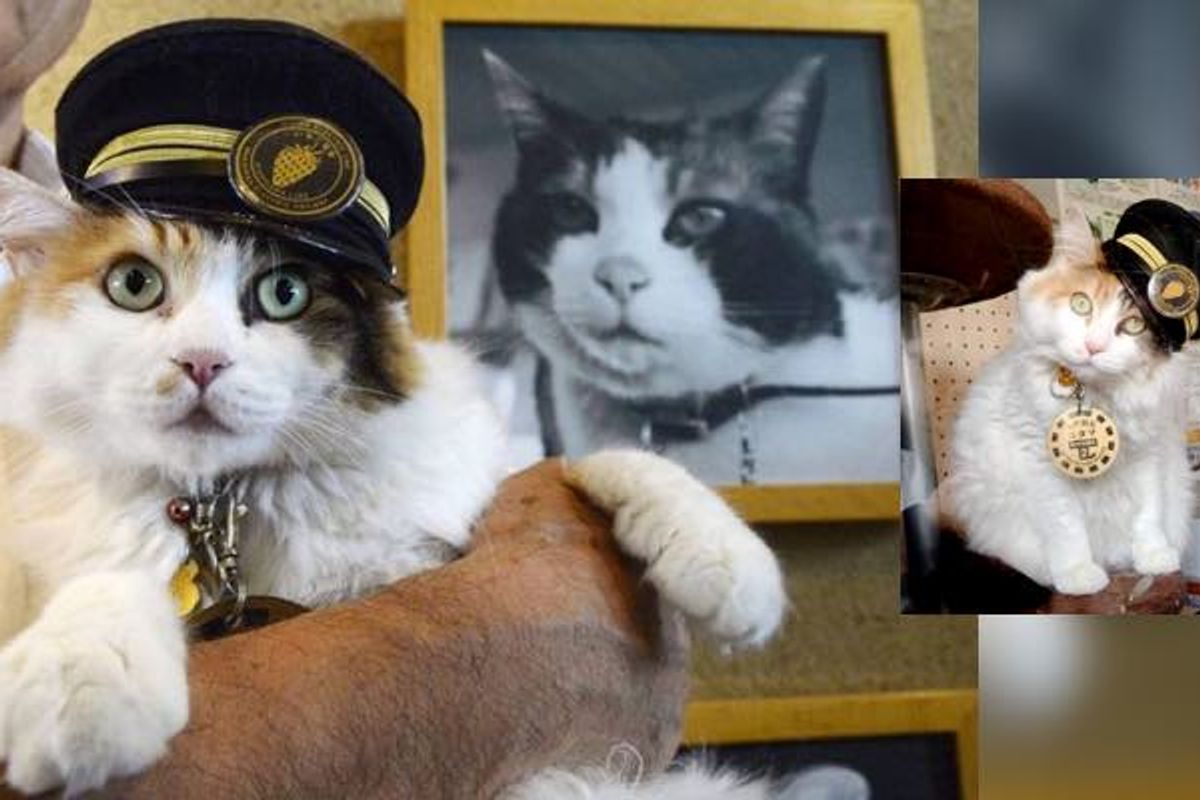 Nitama Officially Named Successor as the Stationmaster Cat After Loss of Previous Feline Boss
