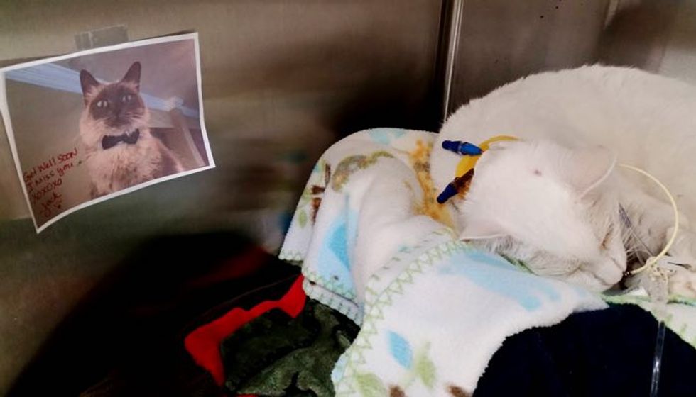 Hospitalized Kitty Gets Picture and Message from Her Best Furiend. Sooo Heartwarming!